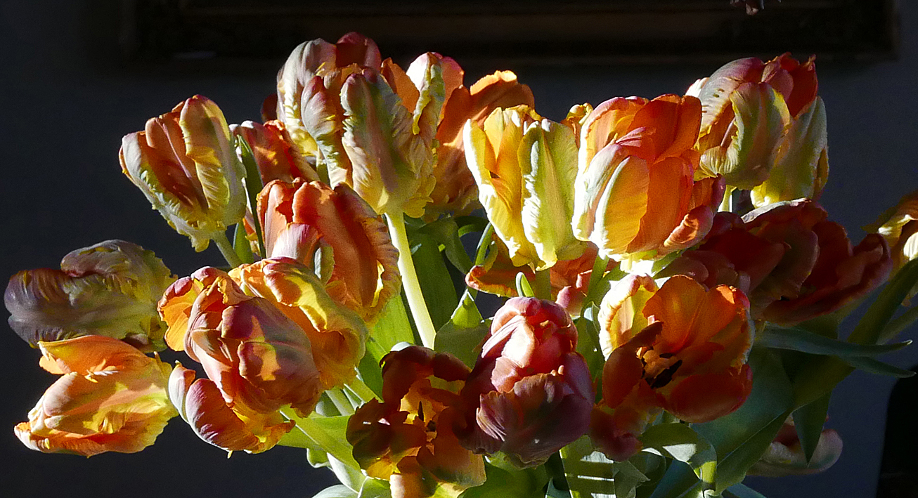morningtulips.small
