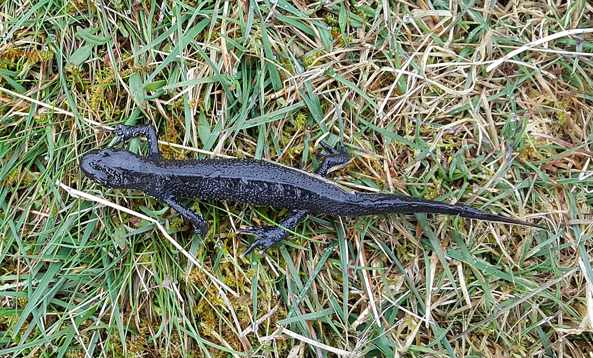 vattensalamander.small