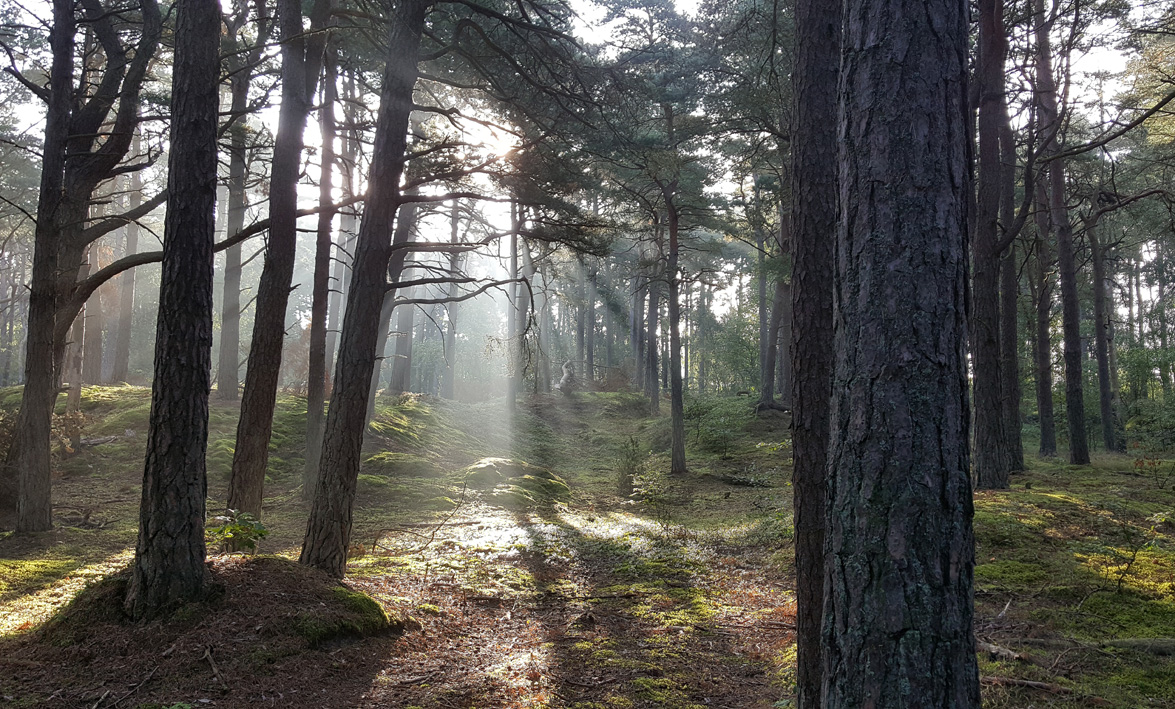 motljus-i-skogen-small