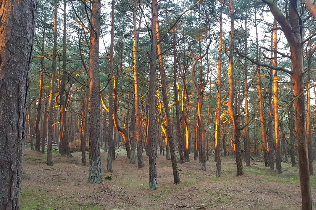 sol.i.skogen.small