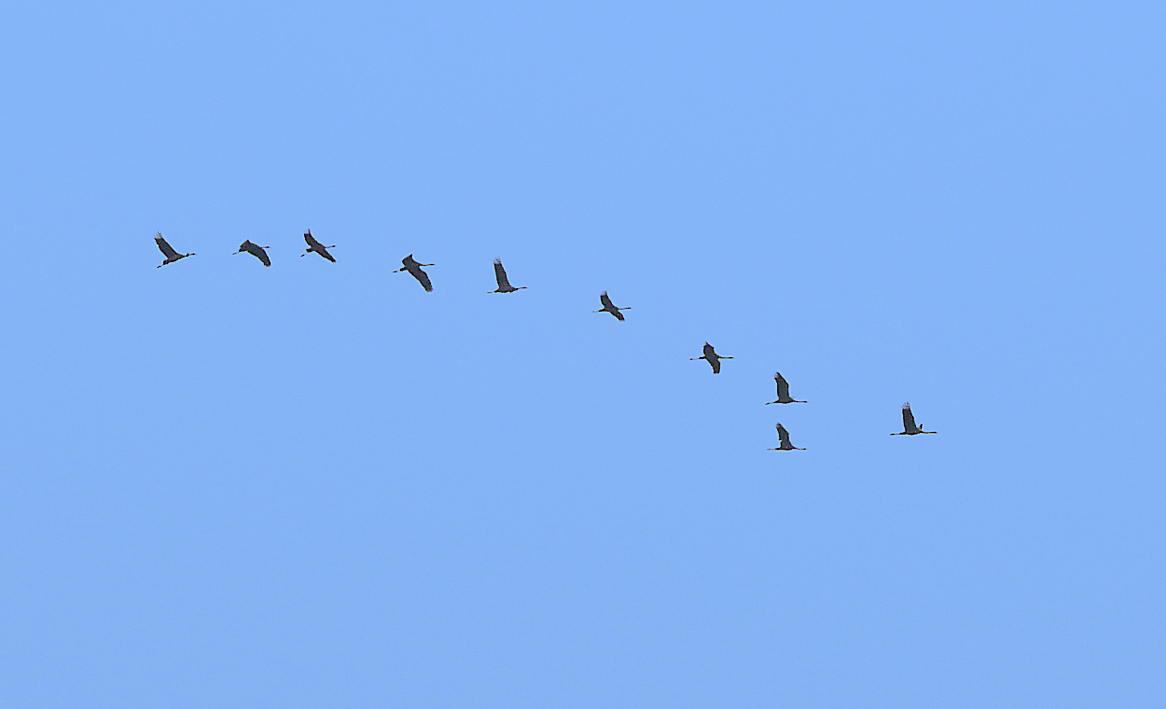 10.cranes.small