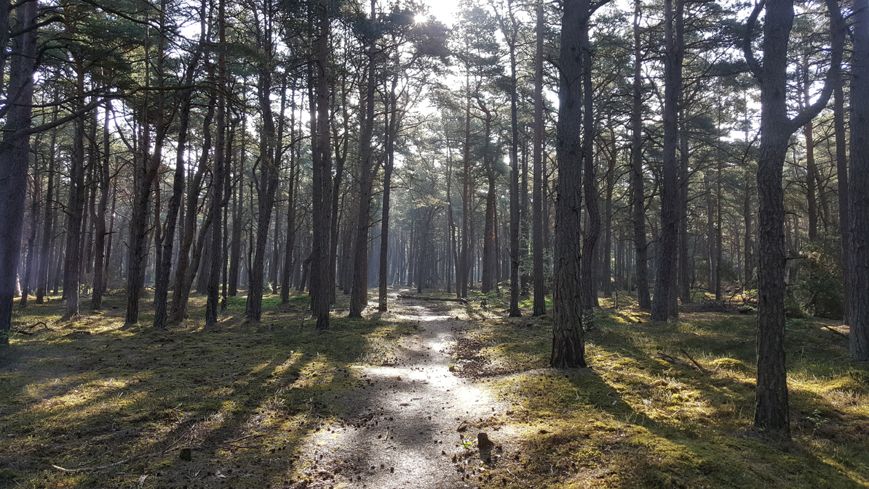 skogen.small
