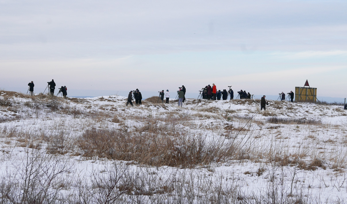 bird.watchers.small