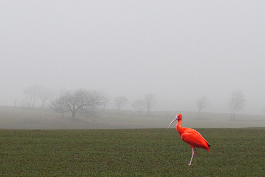 small.bird.in.mist