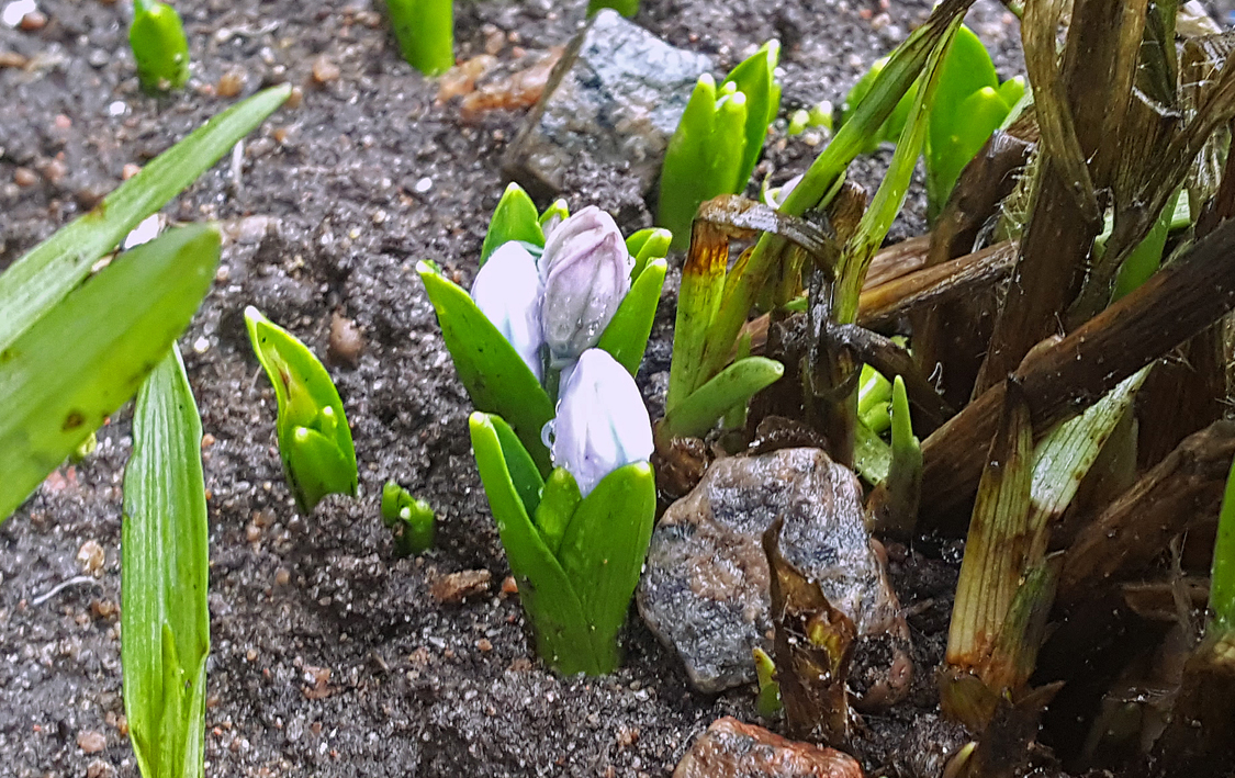 blomknoppar.small