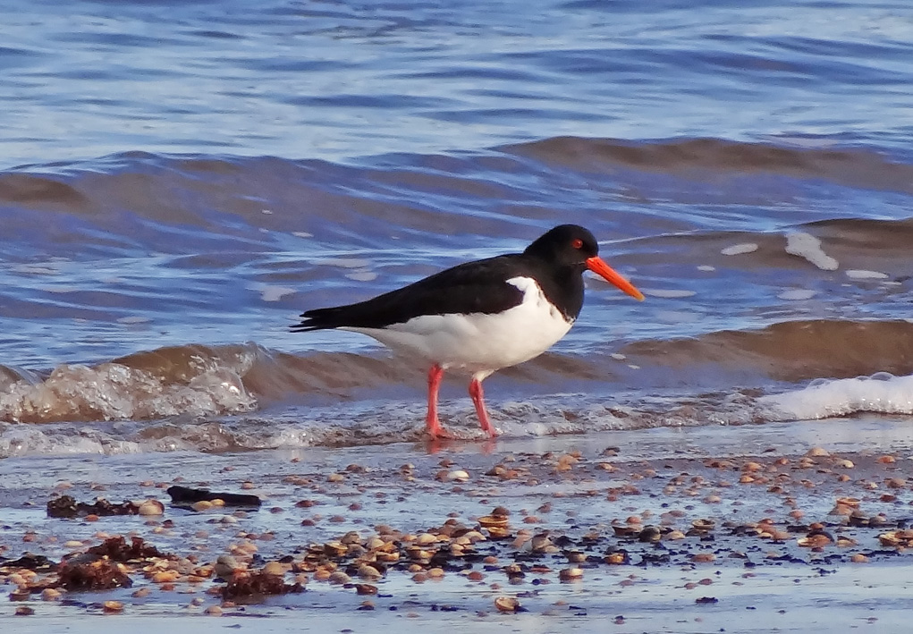 strandskata.small
