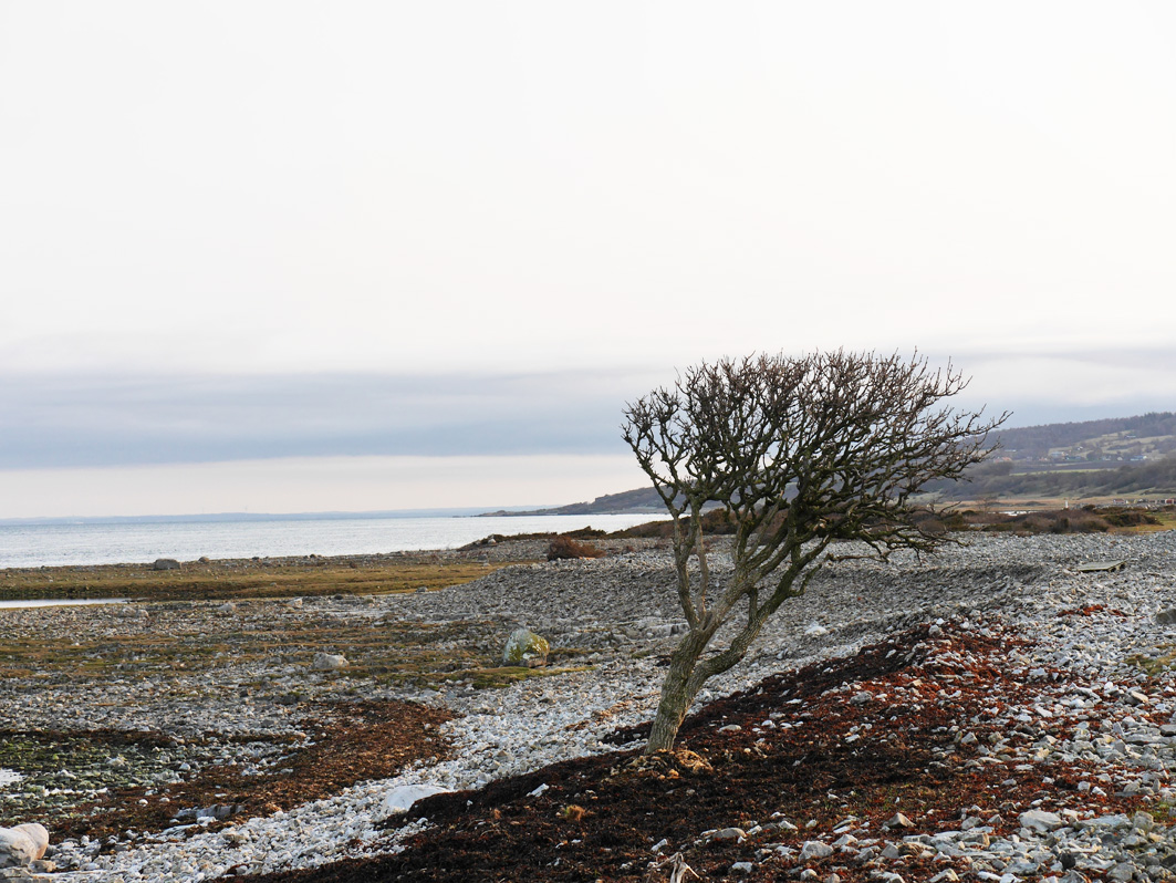 grothogtree.small