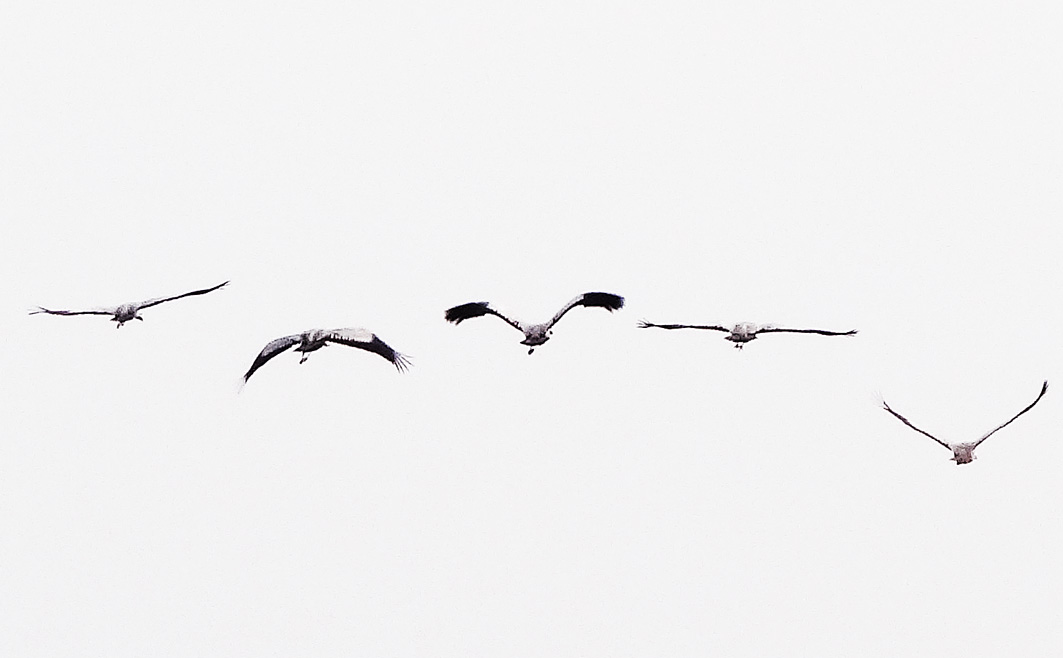 flying.cranes