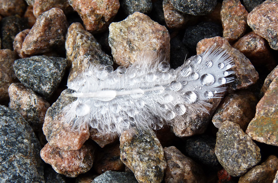 pearl.feather.6