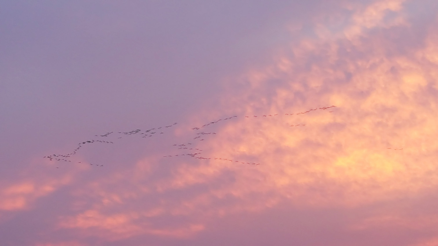cranes.small