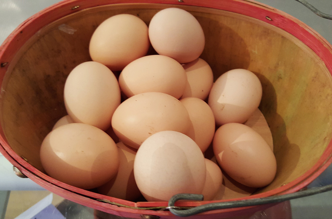 egg.small