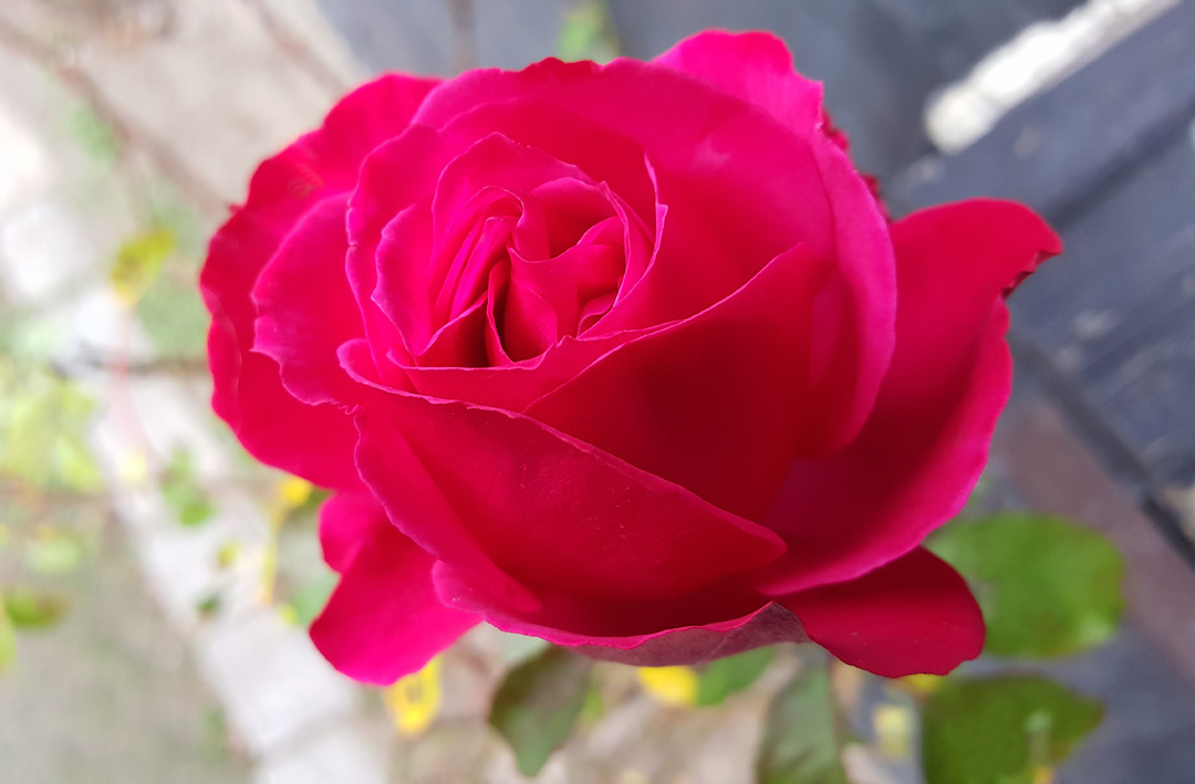 rose.2.small