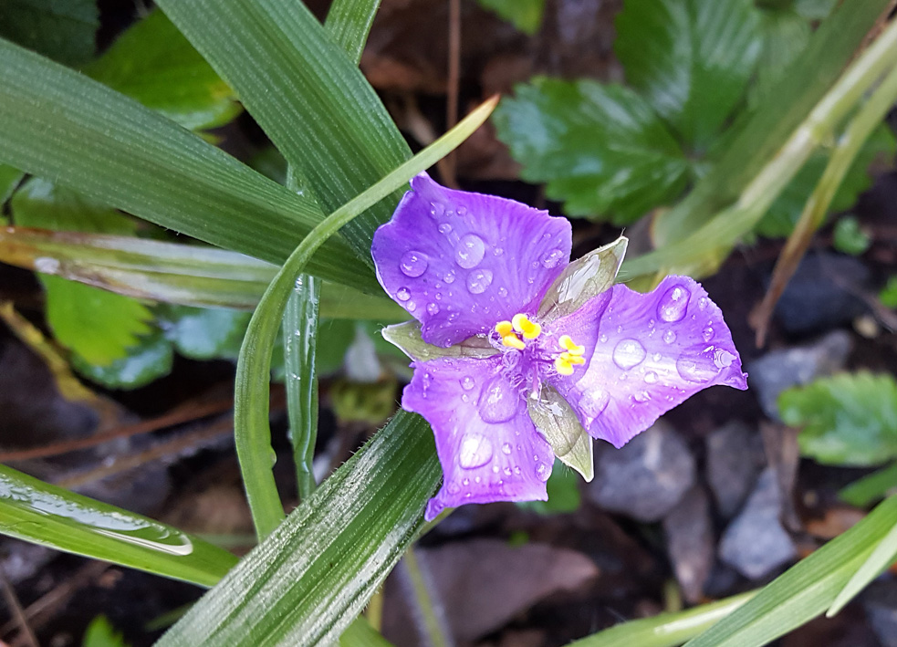 blue.flower.small