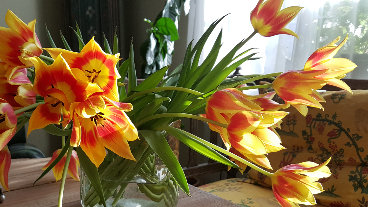 pers.tulpaner.small