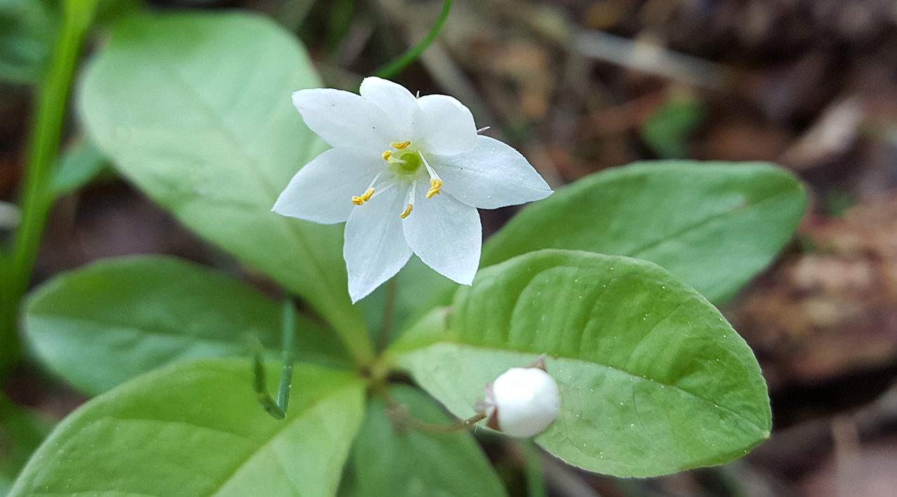 wood.star.small