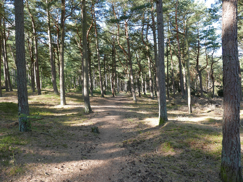skogen.small