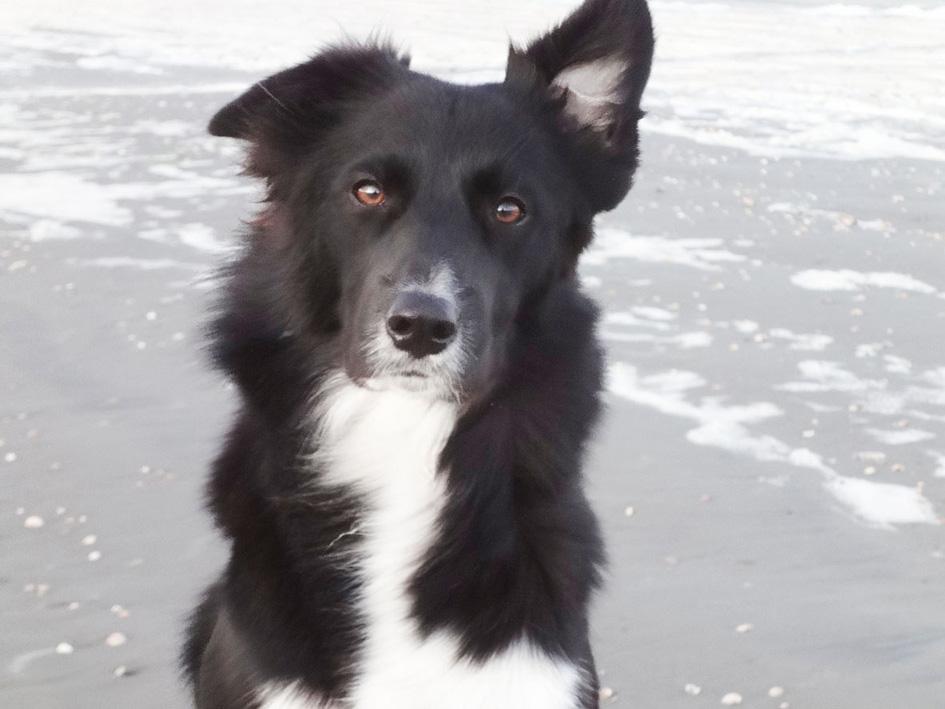 sheeba-portrait-2