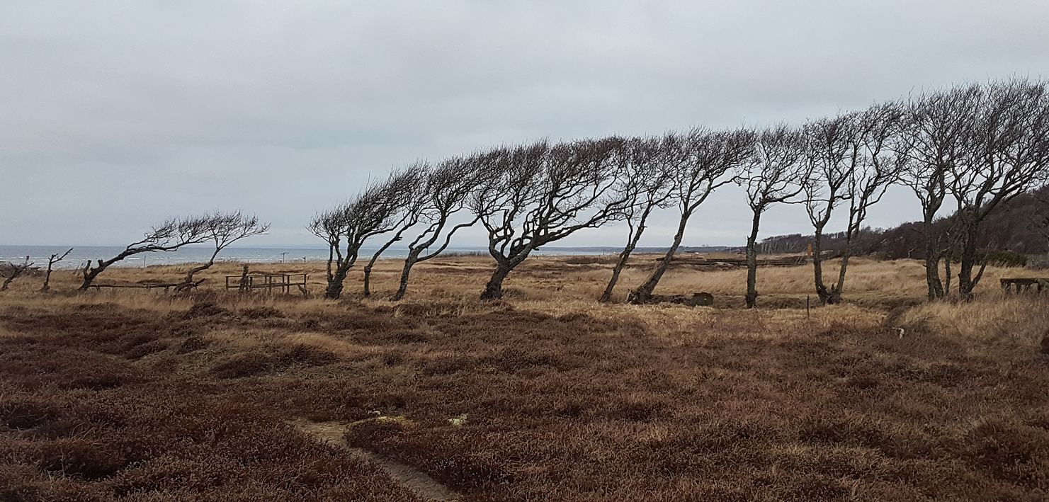 wind.trees.small