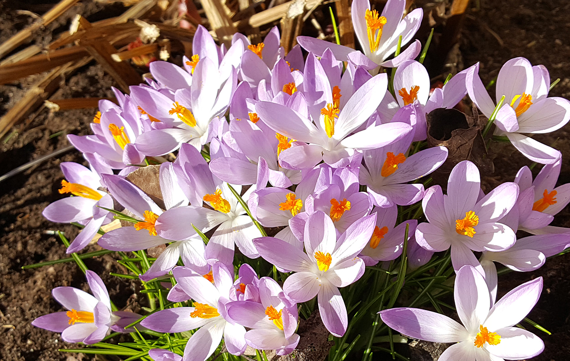 krokus.small