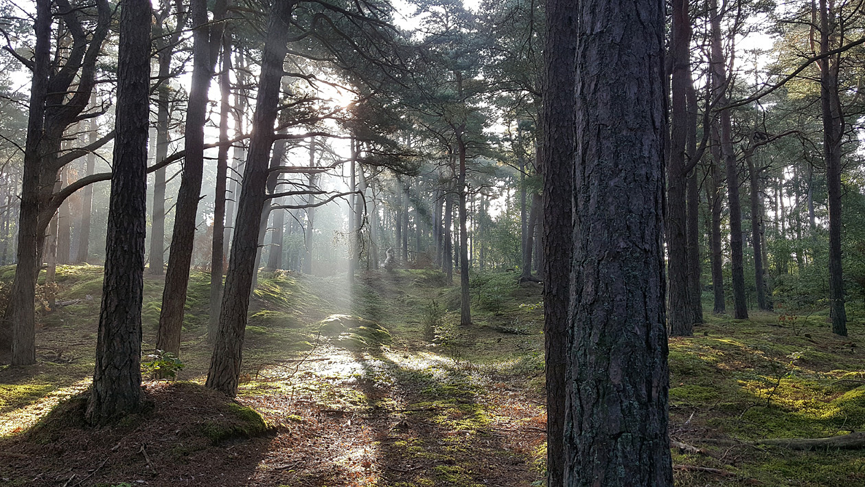 small.motljus.i.skogen.2