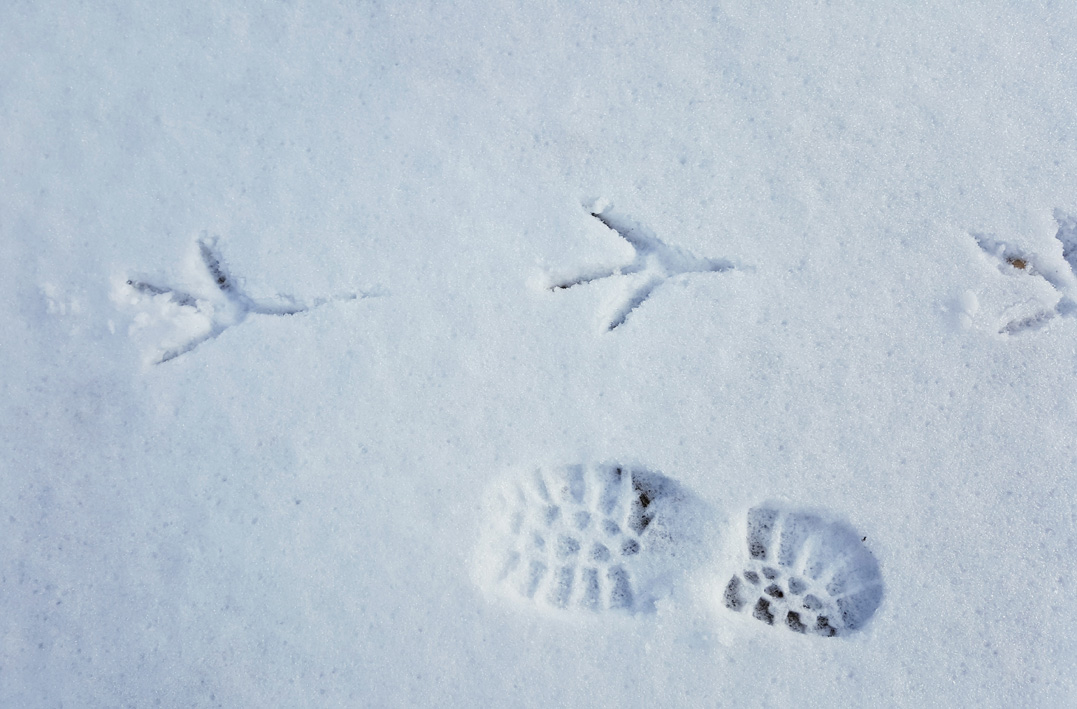 footprints.small