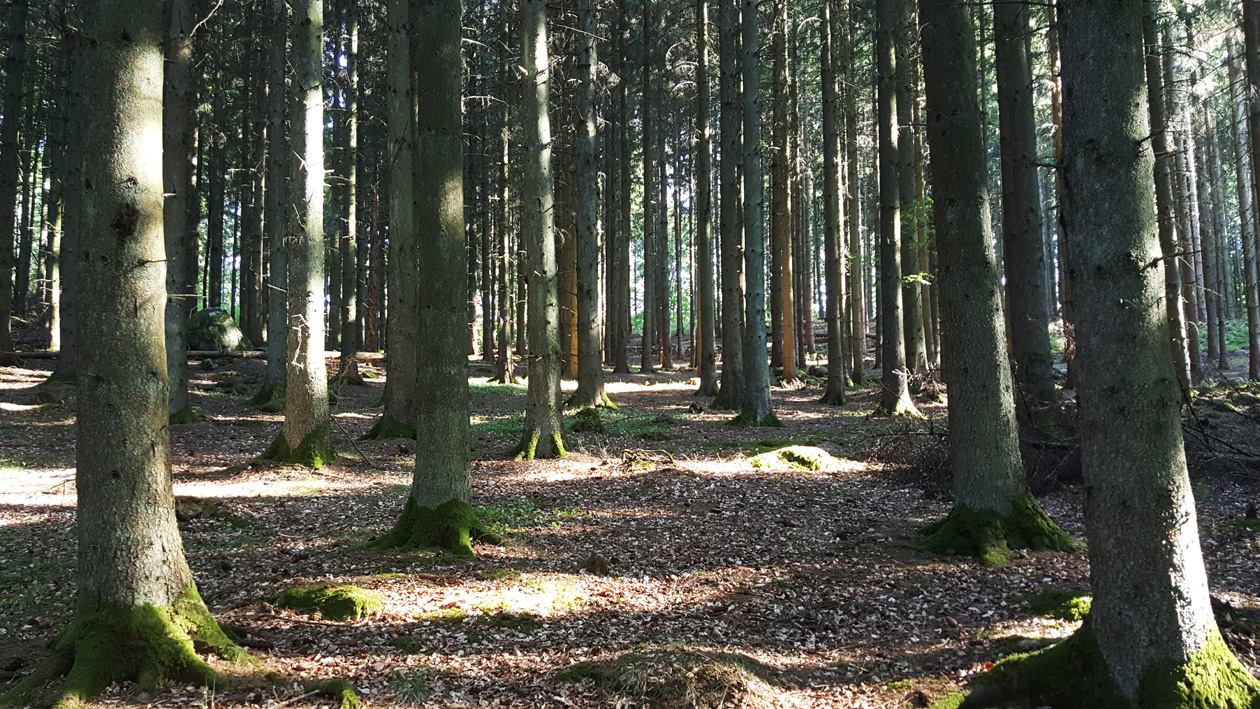 the.forest.small