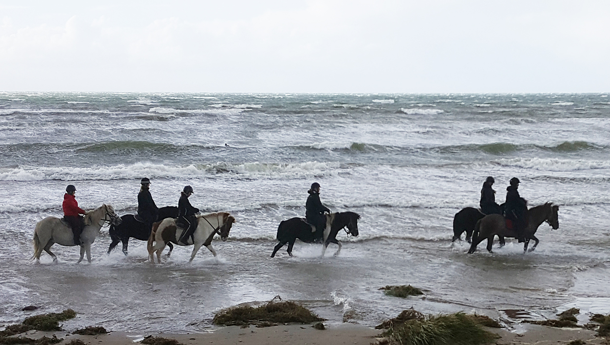 horses.in.the.water