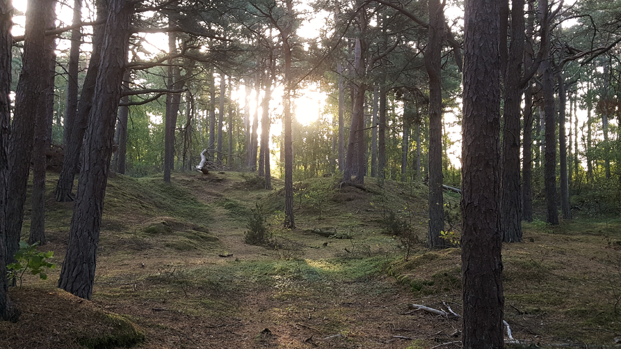 morgonskogen